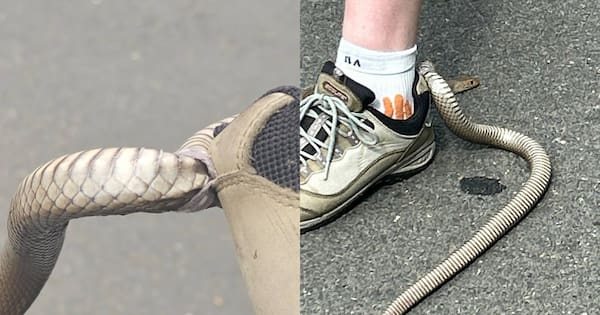 Deadly snake gets stuck in Australian woman’s shoe during bushwalk