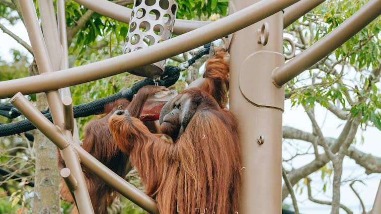 Orangutans with their gourmet ice blocks. (Source: Auckland Zoo)