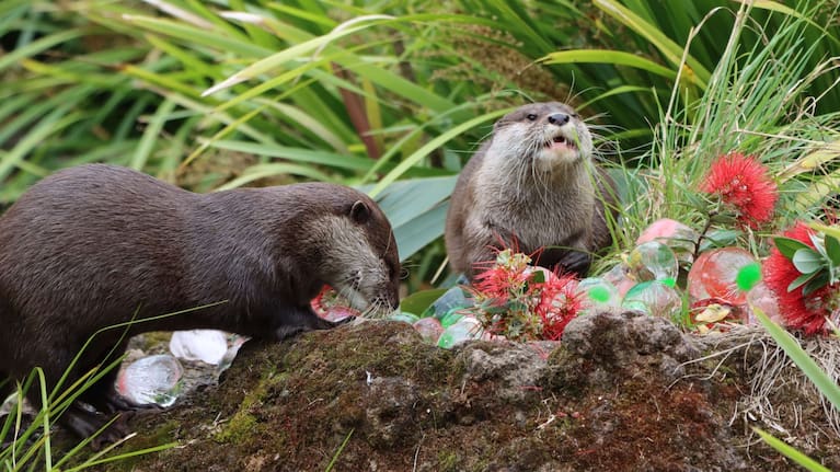 Otters snack on ice baubles filled with tasty treats. (Source: Auckland Zoo)