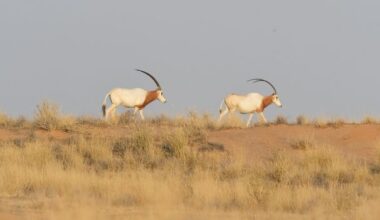 The 'extinct' antelope bringing hope in the Sahara Desert
