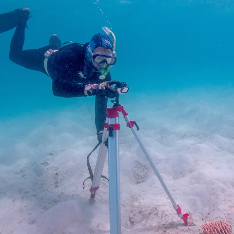 AIMS/ Jo Hurford Scientist Miles Parsons surveys fish at an experimental "patch reef" at the Great Barrier Reef, Australia (Credit: AIMS/ Jo Hurford)