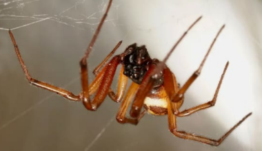 Scientists investigate venomous spider 'hotspots' in NZ