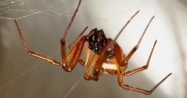 Scientists investigate venomous spider 'hotspots' in NZ