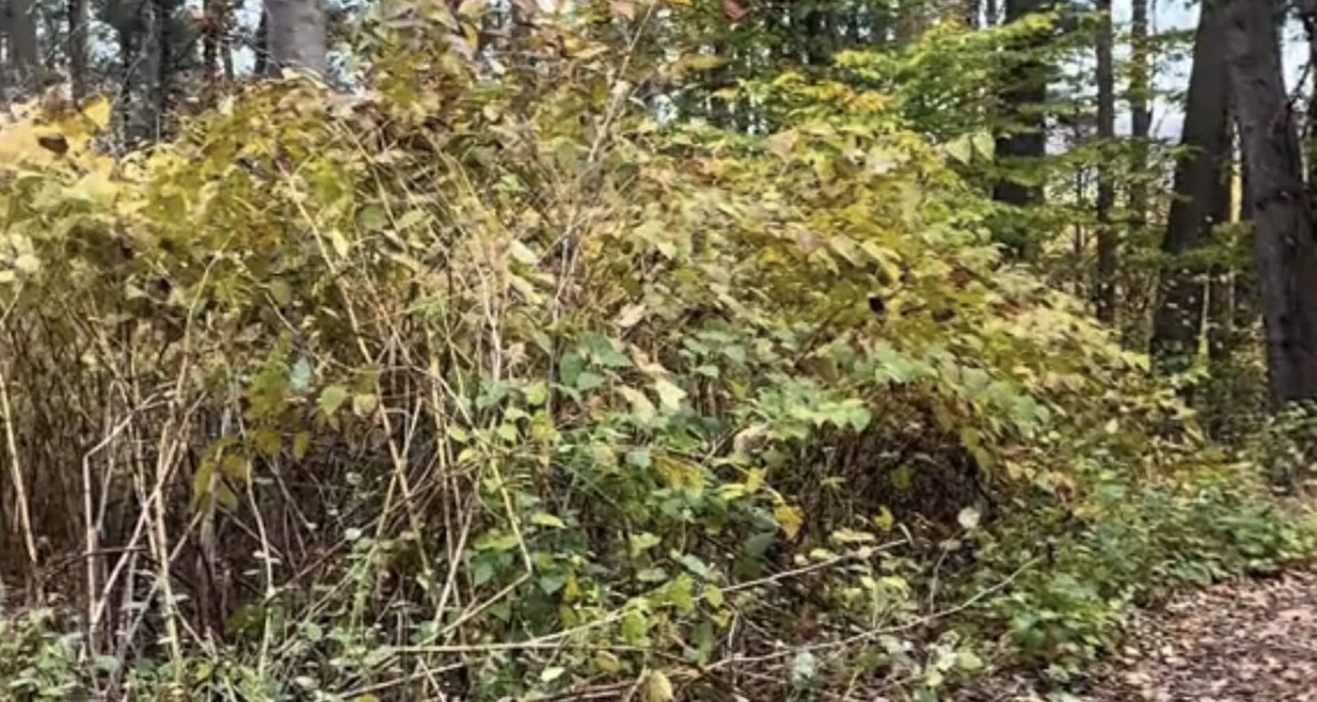 A viral TikTok by HEAL Farms shows how pigs can eradicate Japanese knotweed — an invasive species — just by eating it.