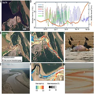 Image montage showing major drought and heating of Tefé Lake waters in 2023, reaching >40°C in the entire water column at the monitoring site, resulting in the death of over 100 river dolphins. Credit: Science