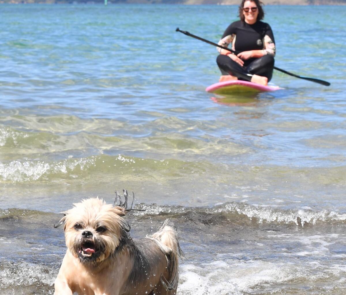 Bella on top of dog name list again