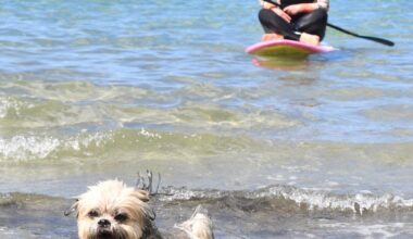 Bella on top of dog name list again