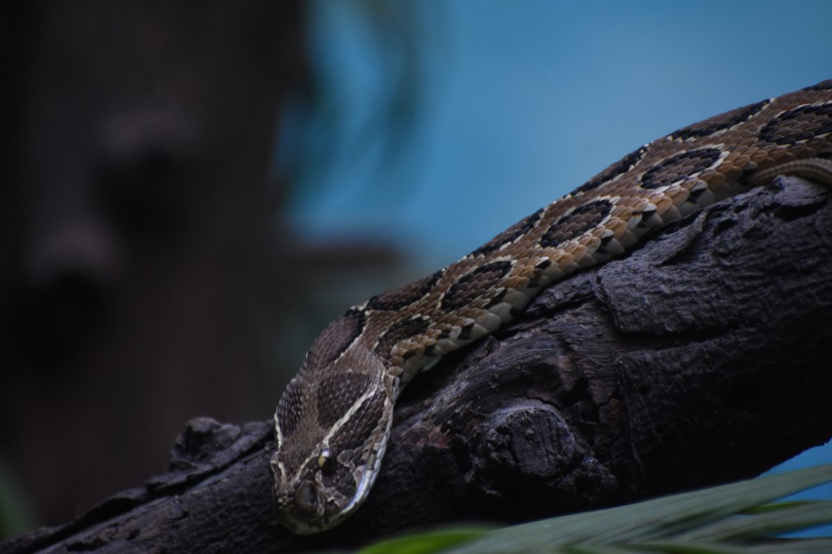 Daboia siamensis is a viper species, which is endemic to parts of Southeast Asia, southern China and Taiwan. It was formerly considered to be a subspecies of Daboia russelii, but was elevated to speci