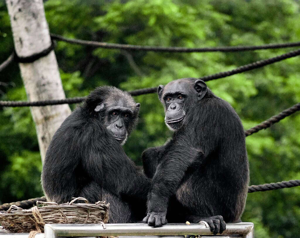 Image of two chimpanzees