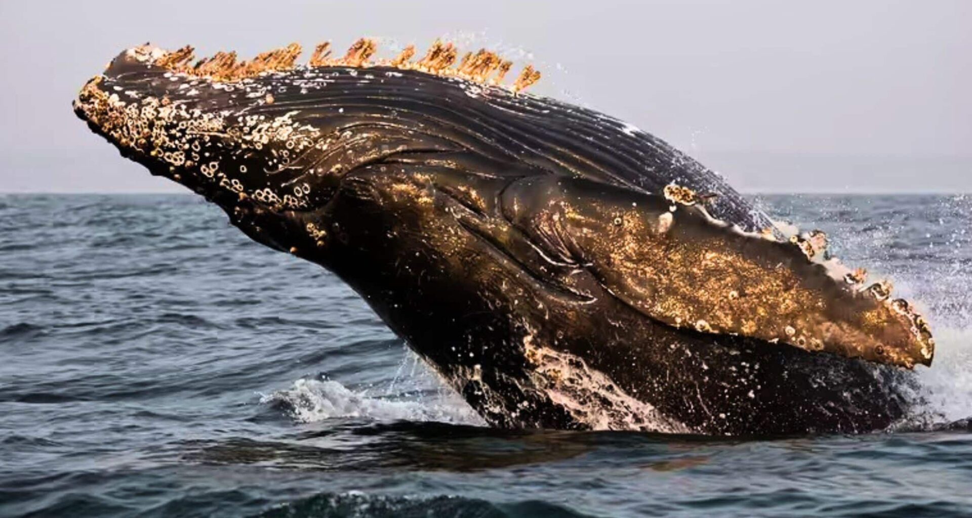 Scientists Found Something Alarming In Whale Breath