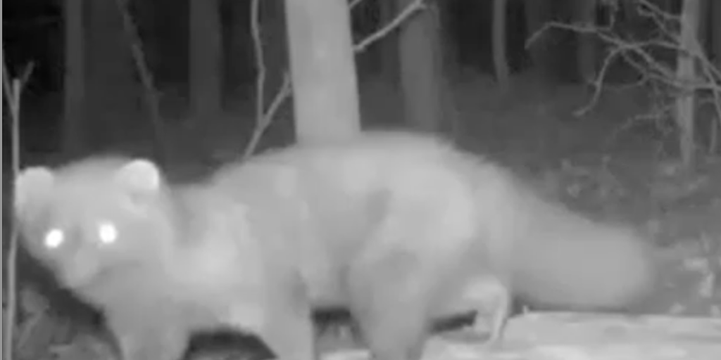 See it: Fisher caught on camera in Cuyahoga County in over 100 years
