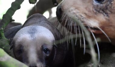 First sea lion pup of breeding season born