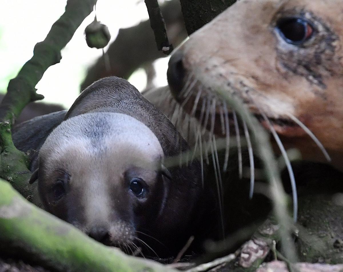 First sea lion pup of breeding season born