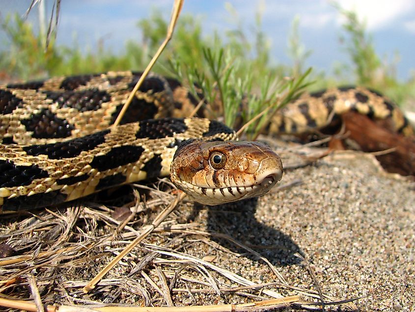 An Adult Male Eastern Foxsnake. 