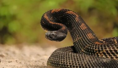 7 Snake Infested State Parks In Wisconsin