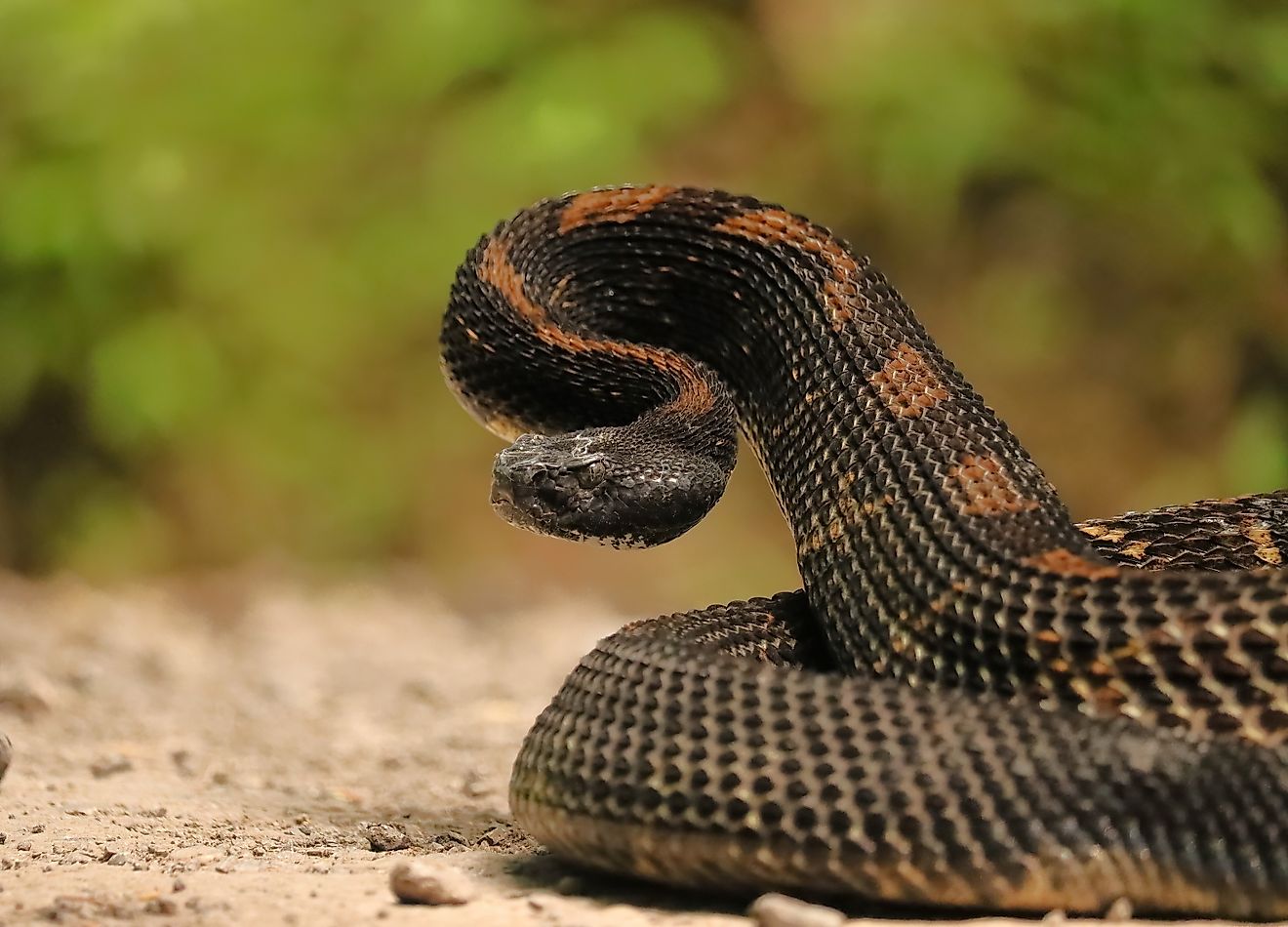 7 Snake Infested State Parks In Wisconsin