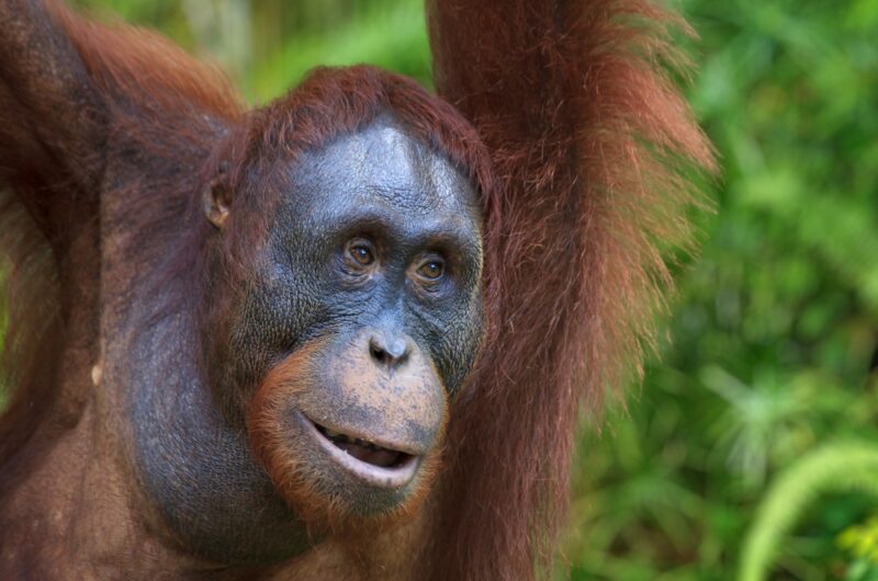 A close-up view of a young Tapanuli orangutan