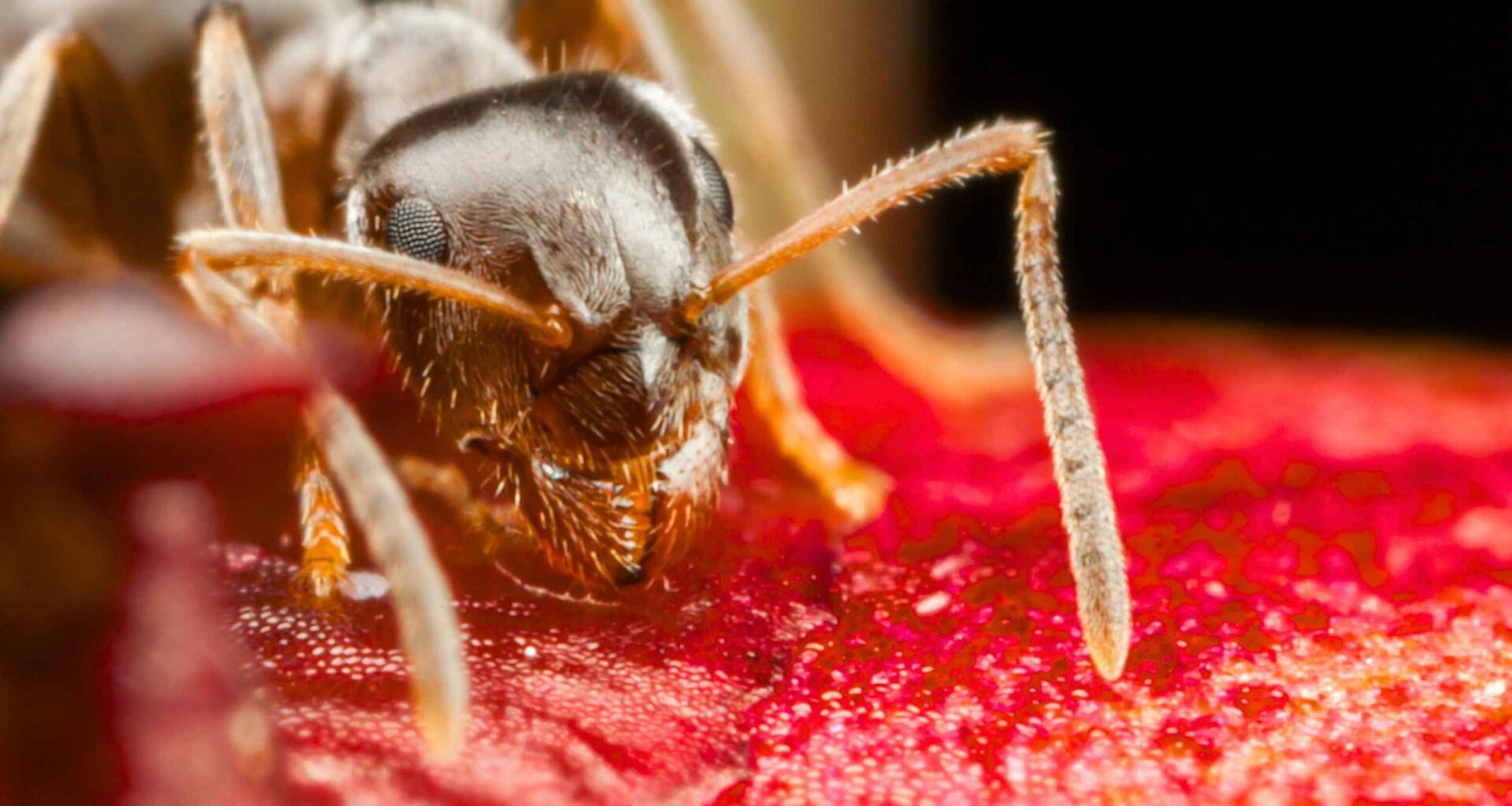 This invasive ant species is overrunning and damaging entire buildings