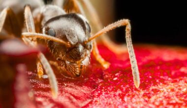 This invasive ant species is overrunning and damaging entire buildings