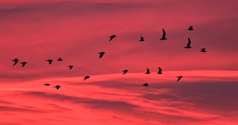 A flock of birds flies in silhouette against a vivid red and pink sky at sunset, with clouds streaking across the background.