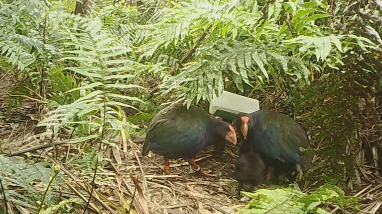 Bendigo, a male takahē, and Waitaa, a female, were believed to be a non-breeding pair.