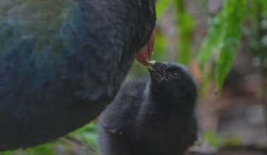 Takahē pair thought to be infertile hatch chick at Zealandia
