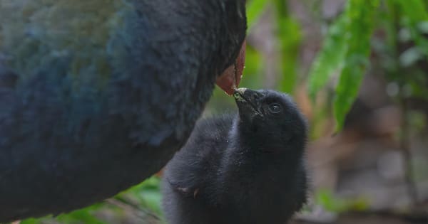 Takahē pair thought to be infertile hatch chick at Zealandia