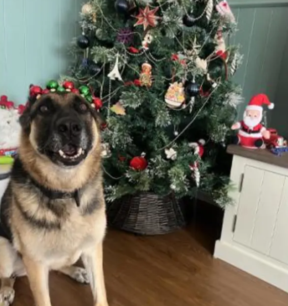 Police dog recovering after fall in scalding water