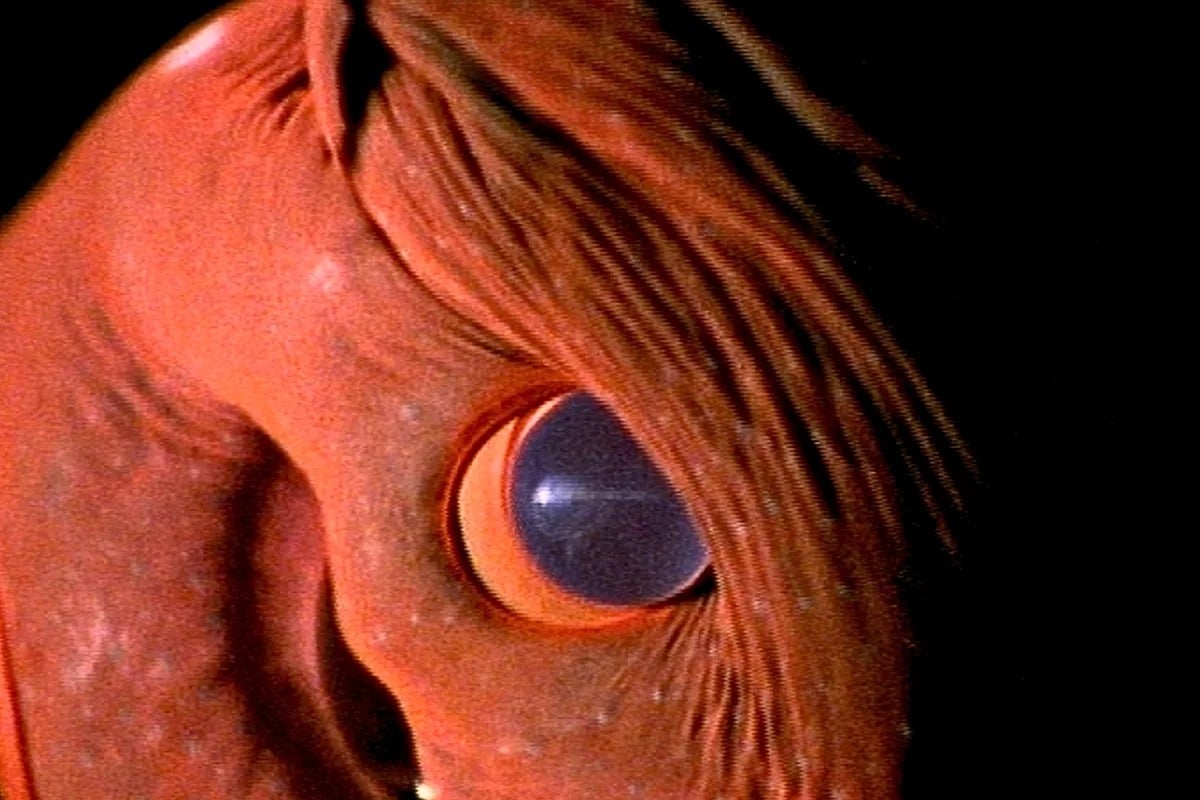 The Vampire Squid Is Remarkable For Many Reasons