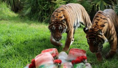 Auckland Zoo animals celebrate Christmas with festive feast