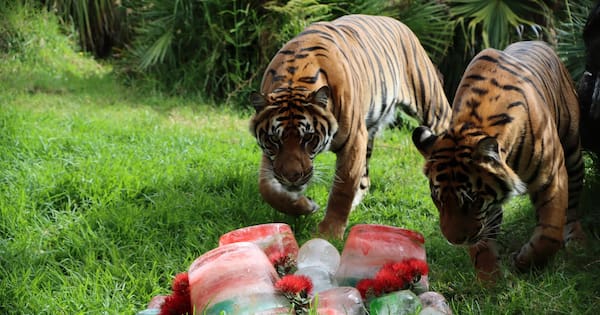 Auckland Zoo animals celebrate Christmas with festive feast