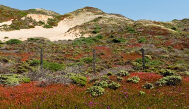A new species of spider, the Aptostichus ramirezae, has been discovered in the sand dunes of the California coast.