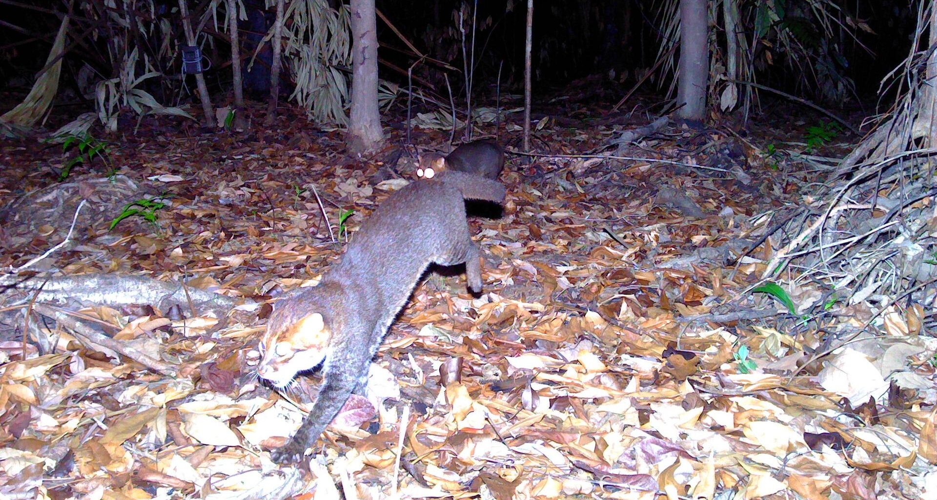 The endangered flat-headed cat, once considered "possibly extinct," was recently rediscovered in Southern Thailand for the first time in three decades. Called "one of the world's rarest wild felines," the flat-headed cat's existence was confirmed with remote camera trap images, according to Thailand's Department of National Parks, Wildlife, and Plant Conservation (DNP) and Panthera Thailand, a global wild cat conservation organization.