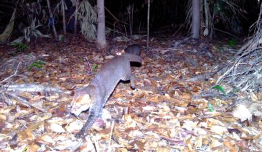 The endangered flat-headed cat, once considered "possibly extinct," was recently rediscovered in Southern Thailand for the first time in three decades. Called "one of the world's rarest wild felines," the flat-headed cat's existence was confirmed with remote camera trap images, according to Thailand's Department of National Parks, Wildlife, and Plant Conservation (DNP) and Panthera Thailand, a global wild cat conservation organization.