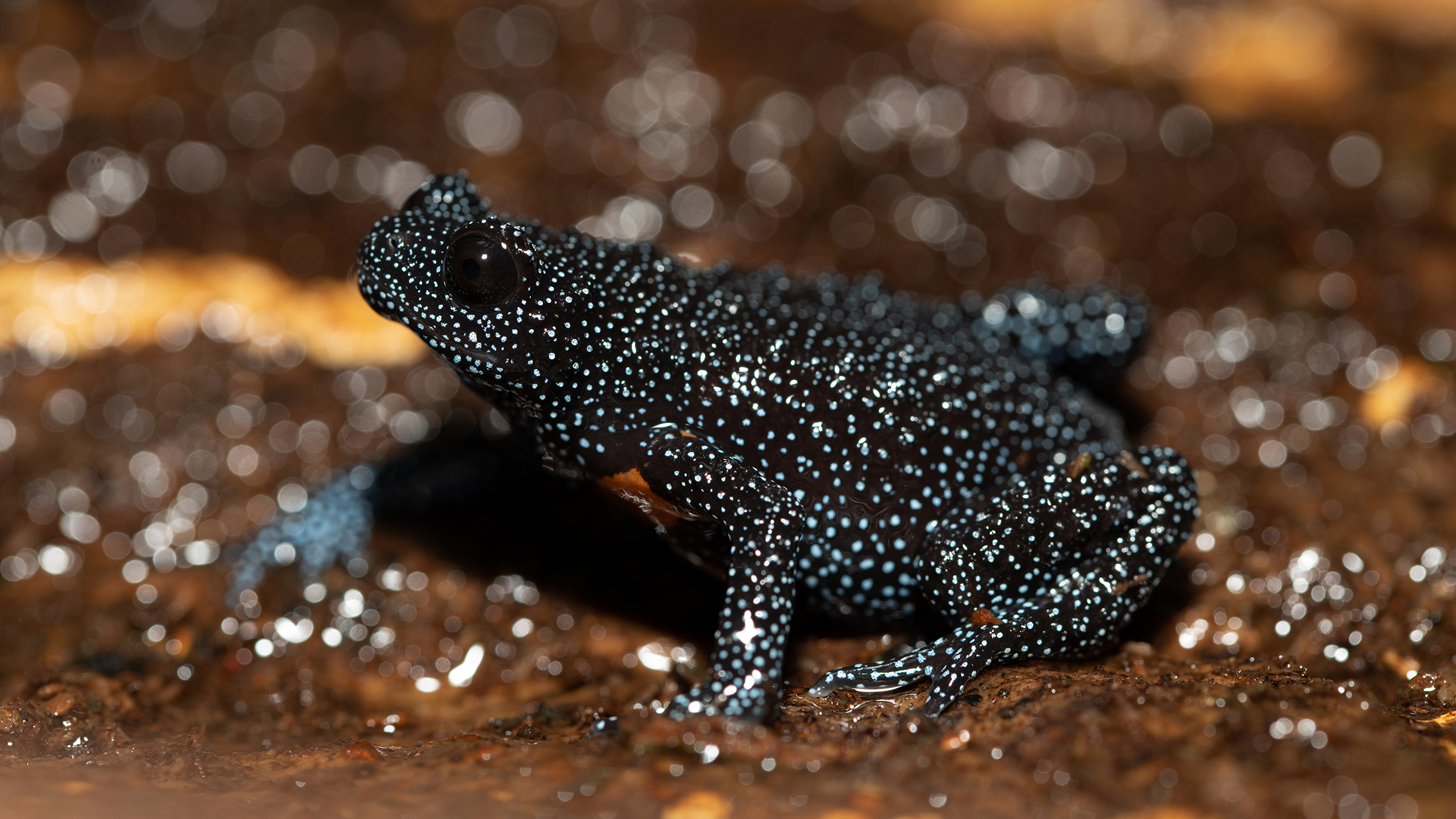 A close-up of a black frog with bright blue speckles, perched on a wet surface with a soft-focus background of shimmering bokeh