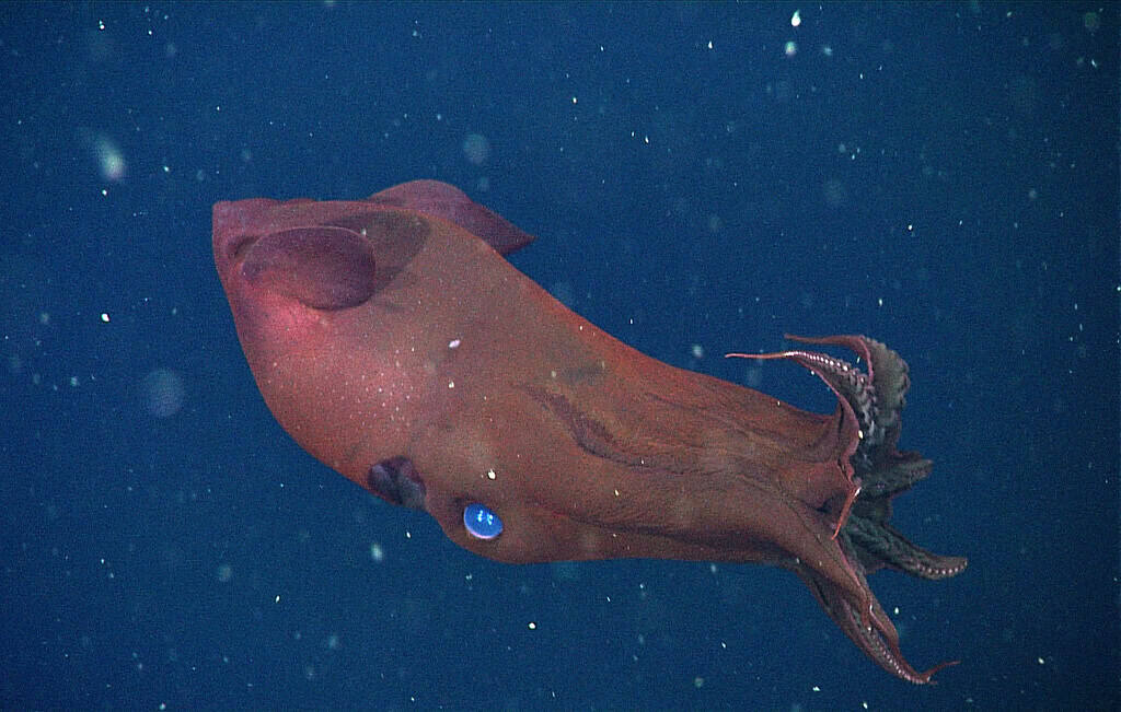 Image of a vampire squid