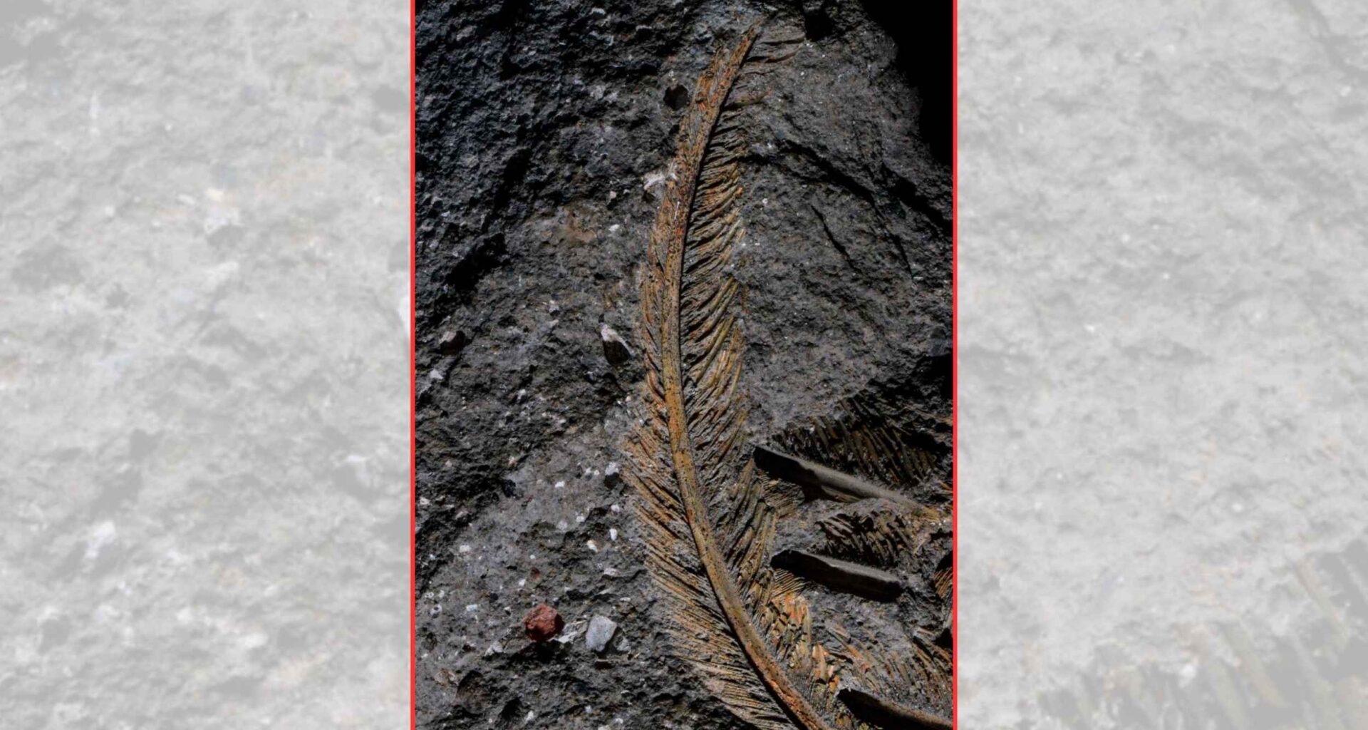 Fossilized vulture has tissue preserved in a way never seen before