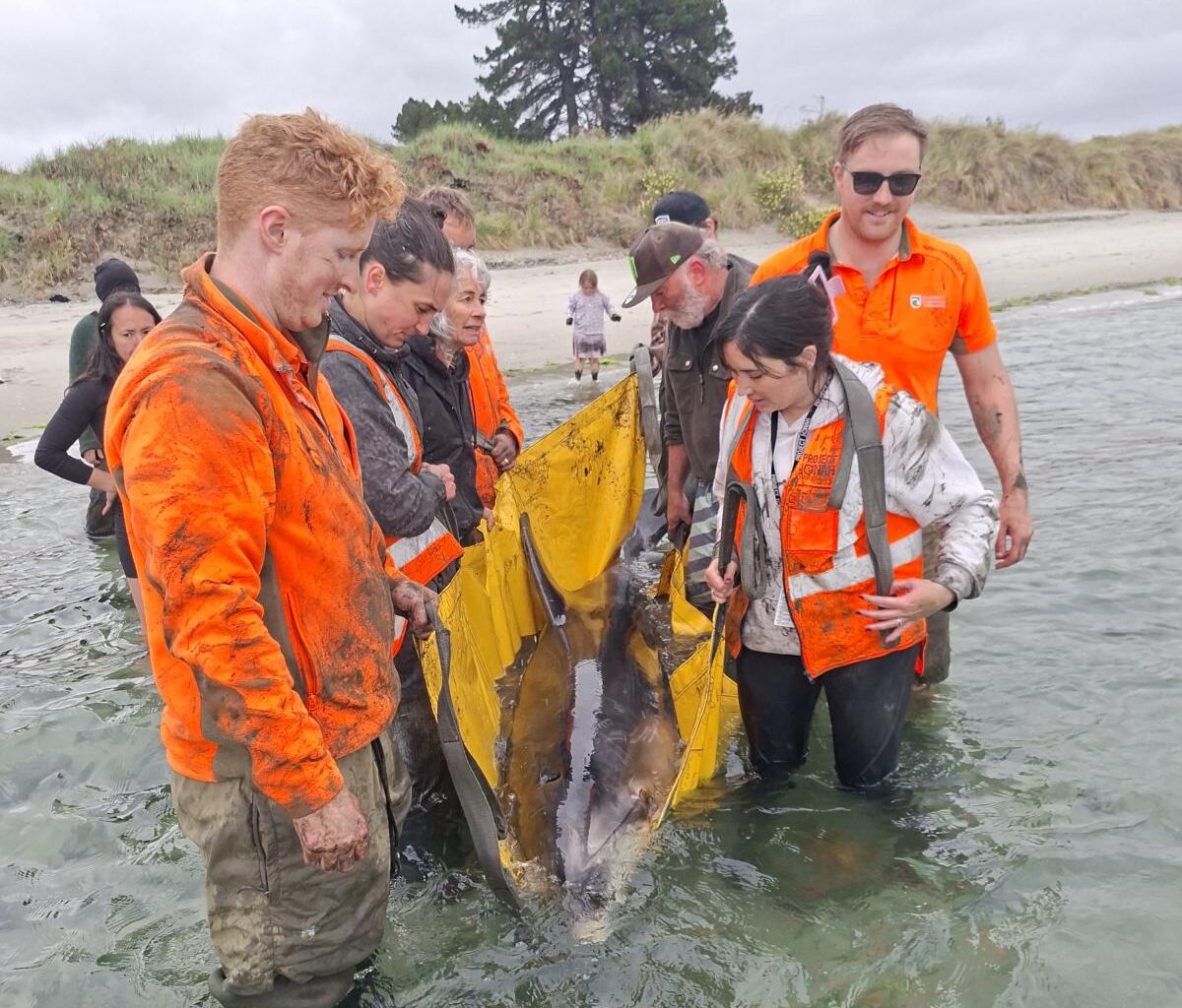 KiwiRail crew and locals join forces to rescue dolphin