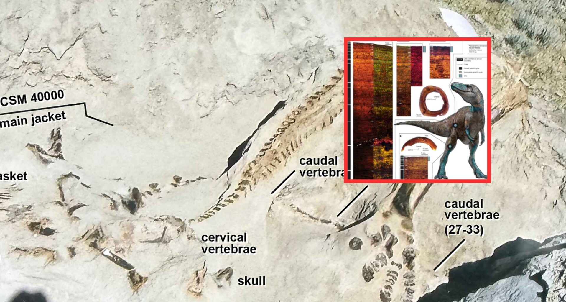 T. rex 'wannabe' named Nanotyrannus evolved into two species