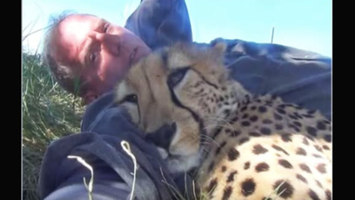 What happened when a wildlife photographer woke up with a curled up cheetah beside him
