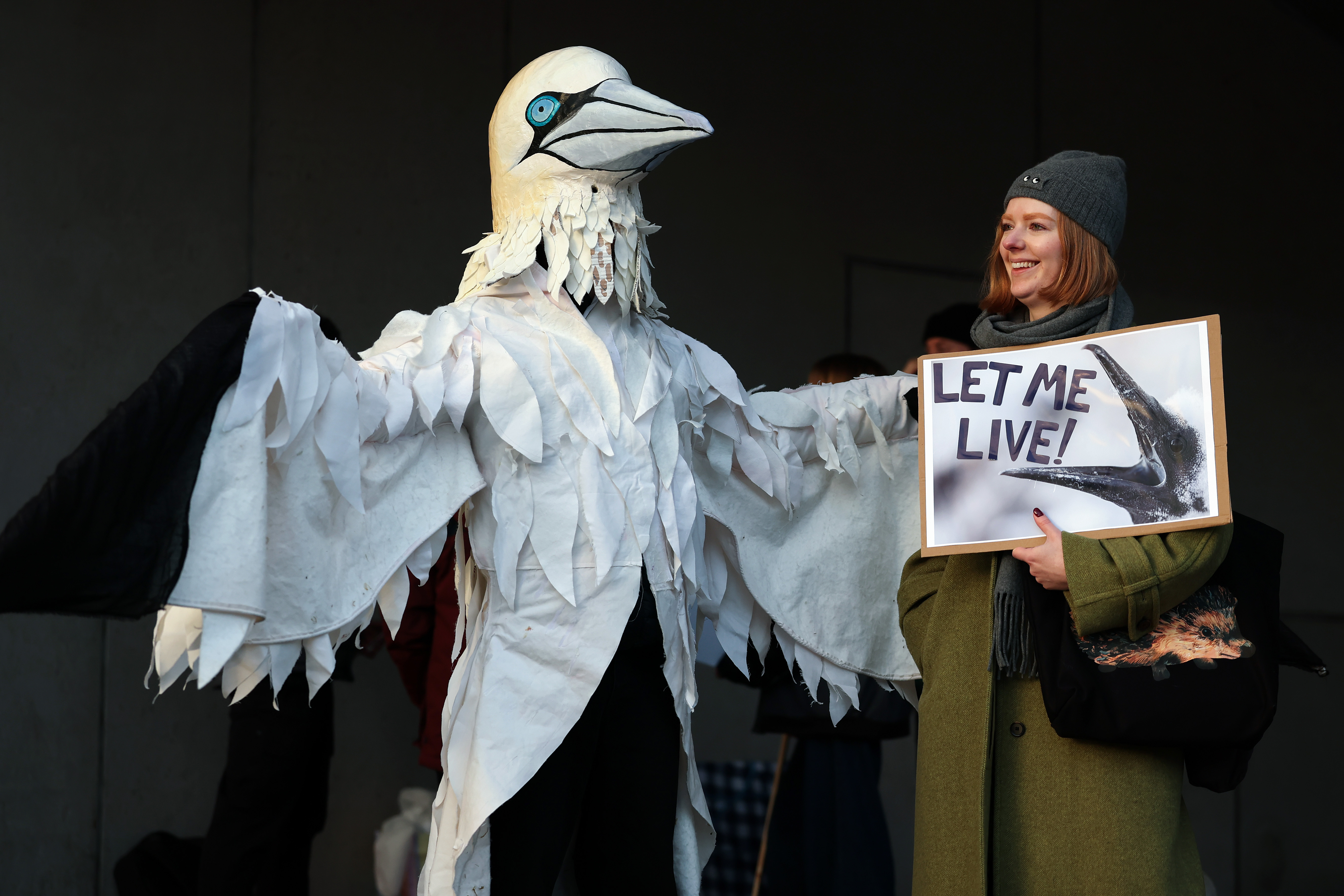 Campaigners Protest Against Guga Hunt During Petitions Committee Meeting At Scottish Parliament