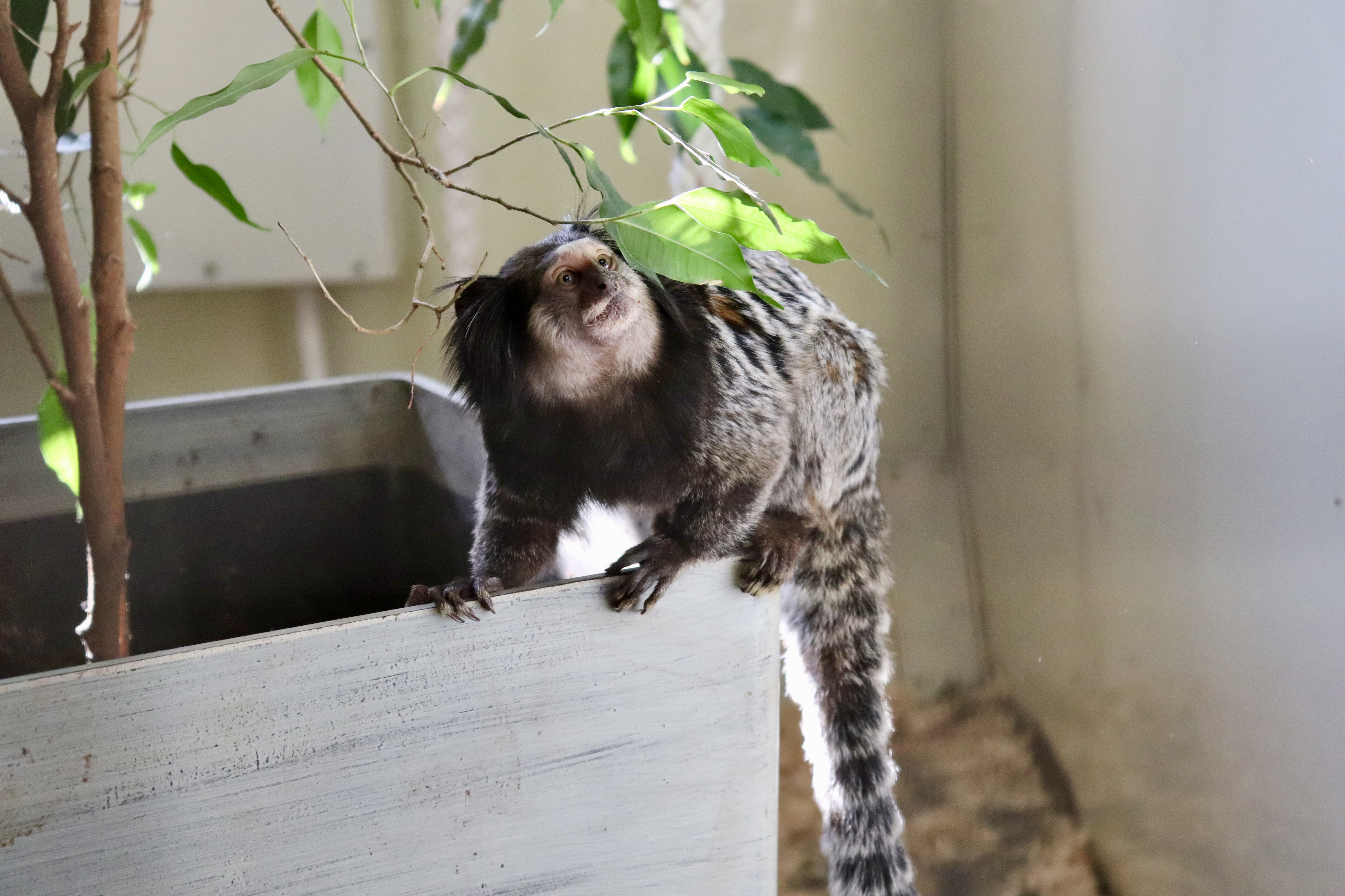 Marmoset Apollo climbing out of a planter.