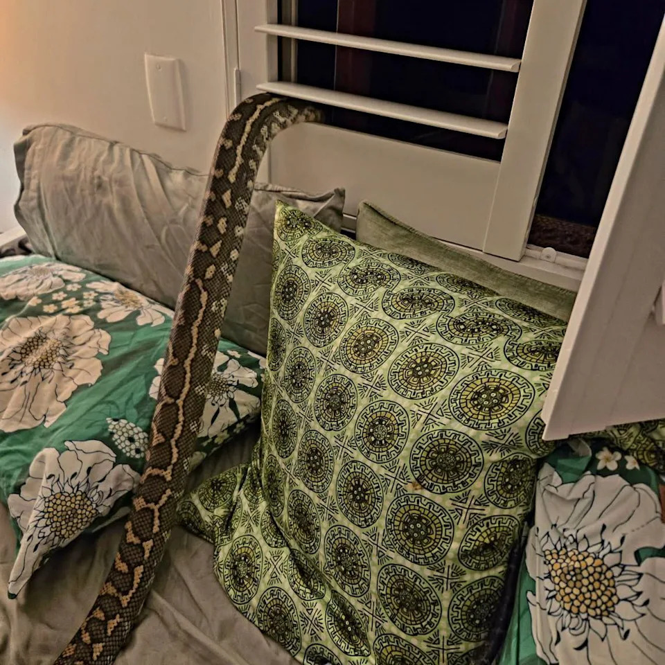 The body of a carpet python is draped from a window down to a bed below that has colourful green pillos and grey sheets.