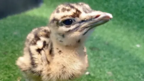 Cranborne Chase National Landscape A great bustard chick is pictured on what appears to be artificial grass. It is a beige colour with darker brown markings and brown eyes.