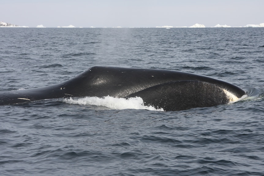 A black submarine-like head of a whale breaching polar waters with white ice floating on the horizon.
