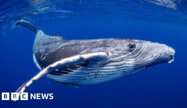 Creel pot recording devices to listen for whale songs