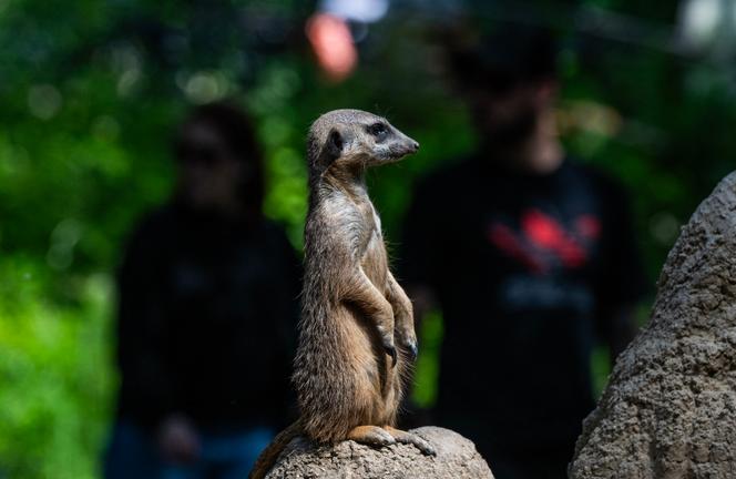 A slender-tailed meerkat in its enclosure at the Berlin Zoo, May 20, 2025.