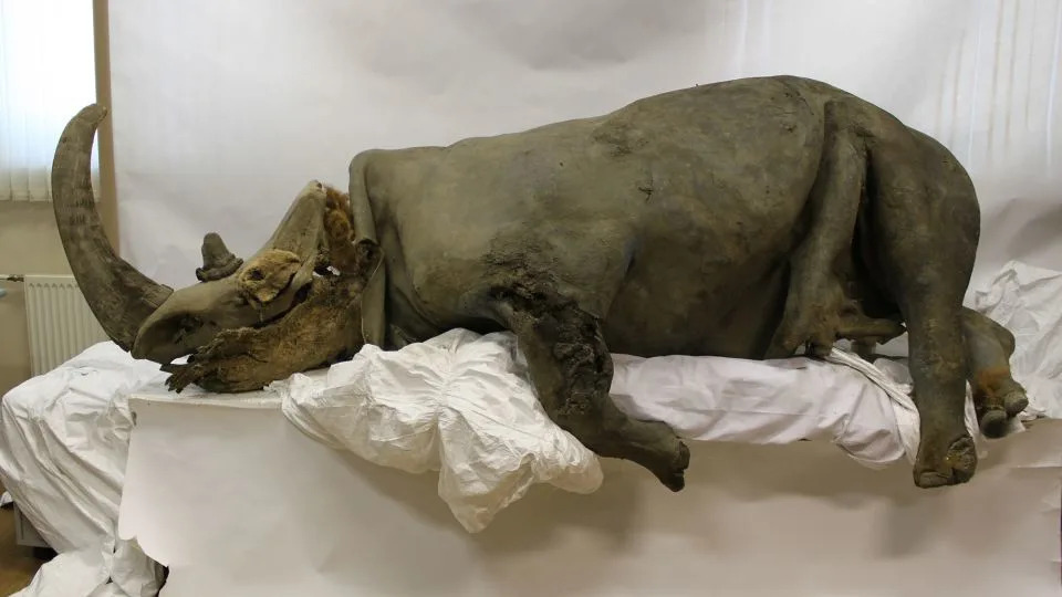 A permafrost-preserved woolly rhinoceros on display at at museum in Yakutsk, Russia. - Mammoth Museum of North-Eastern