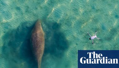 Looking for Miracle: why have so many dugongs gone missing from Thailand’s shores? | Global development