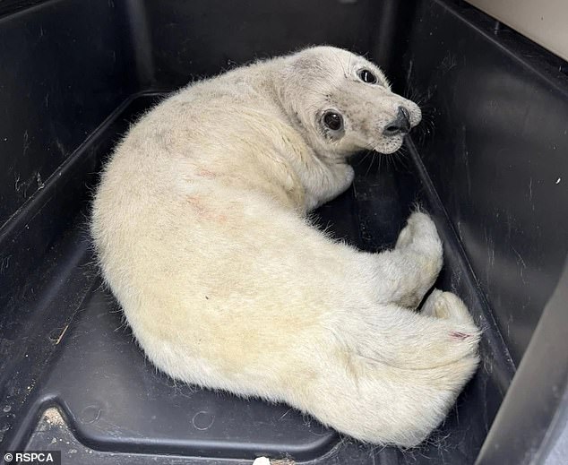 Following its rescue, the seal was transferred to the RSPCA's East Winch Wildlife Centre, where it is expected to undergo rehabilitation that could last several months